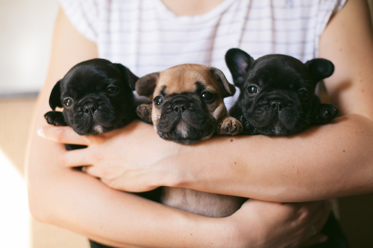 French Bulldog puppies being held in the arms of a woman.