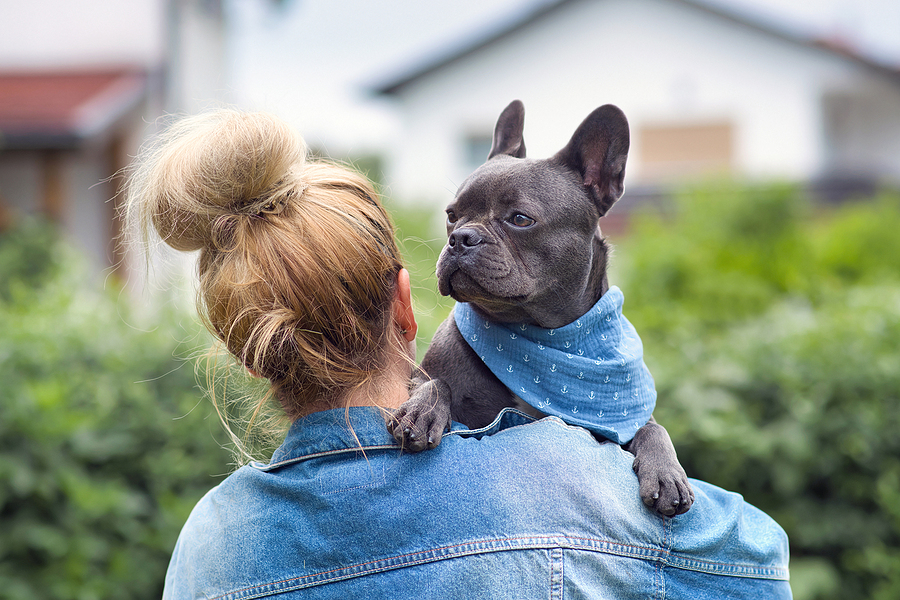 Woman holding French Bulldog dog over shoulder